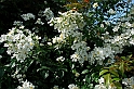Fiori, Piante, natura_19